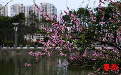 桃花流水免费阅读大结局 - 桃花流水在线阅读完整版